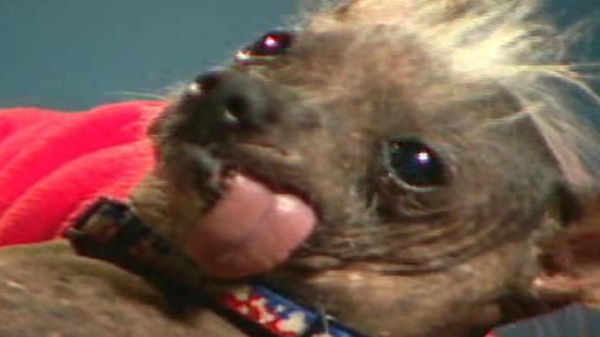Här är en annan ful jycke - Archie som vann "världens fulaste hund" 2006.